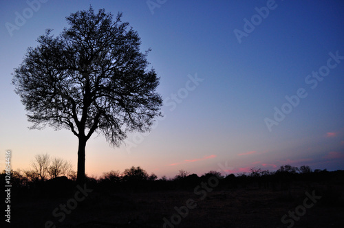 Sud Africa  28 09 2009  un albero al tramonto nel Kruger National Park  la pi   grande riserva naturale del Sudafrica fondata nel 1898 e diventata il primo parco nazionale del Sud Africa nel 1926