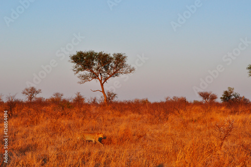Sud Africa, 28/09/2009: leopardo africano nel Kruger National Park, la più grande riserva naturale del Sudafrica fondata nel 1898 e diventata il primo parco nazionale del Sud Africa nel 1926