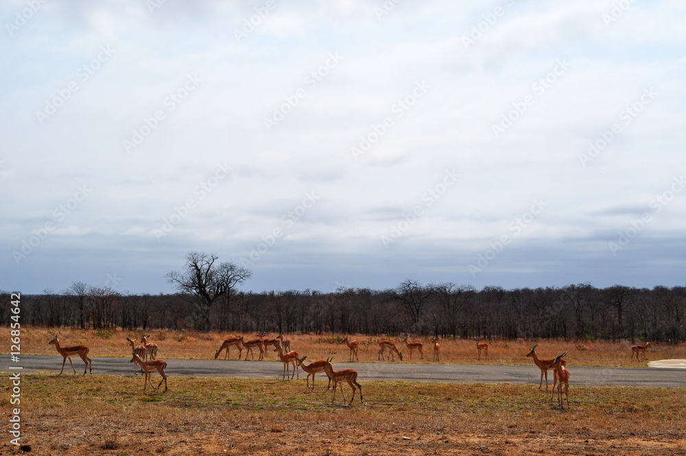 Naklejka premium Sud Africa, 28/09/2009: un branco di antilopi nel Kruger National Park, la più grande riserva naturale del Sudafrica fondata nel 1898 e diventata il primo parco nazionale del Sud Africa nel 1926