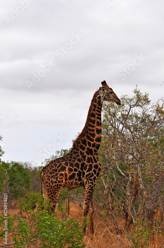 Sud Africa  28 09 2009  una giraffa nel Kruger National Park  la pi   grande riserva naturale del Sudafrica fondata nel 1898 e diventata il primo parco nazionale del Sud Africa nel 1926