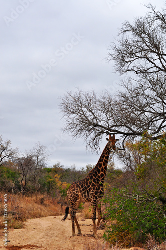 Sud Africa  28 09 2009  una giraffa nel Kruger National Park  la pi   grande riserva naturale del Sudafrica fondata nel 1898 e diventata il primo parco nazionale del Sud Africa nel 1926