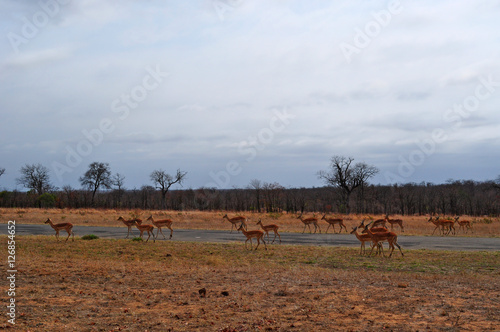 Sud Africa, 28/09/2009: un branco di antilopi nel Kruger National Park, la più grande riserva naturale del Sudafrica fondata nel 1898 e diventata il primo parco nazionale del Sud Africa nel 1926