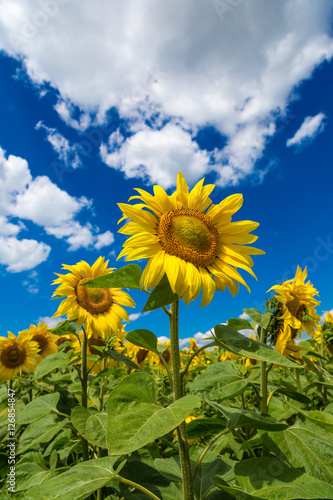 sun flowers field in Ukraine sunflowers