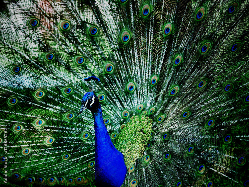 Fototapeta premium paw