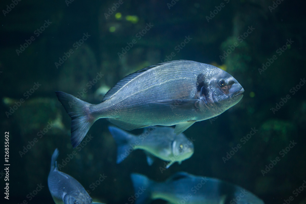 Common two-banded seabream (Diplodus vulgaris) Common two-banded seabream (Diplodus vulgaris)