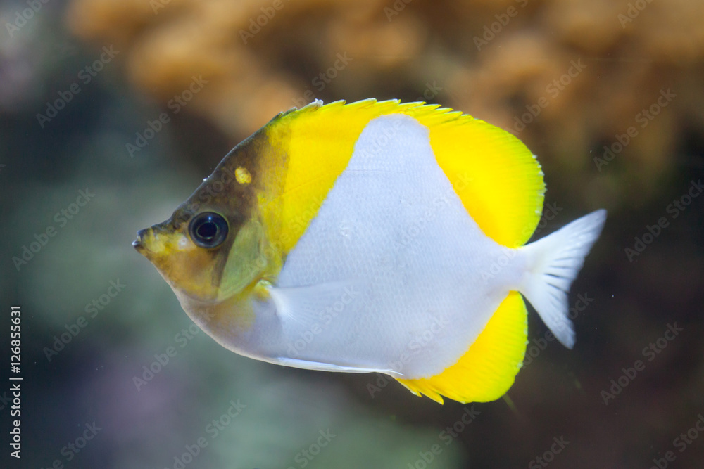 Fototapeta premium Pyramid butterflyfish (Hemitaurichthys polylepis).