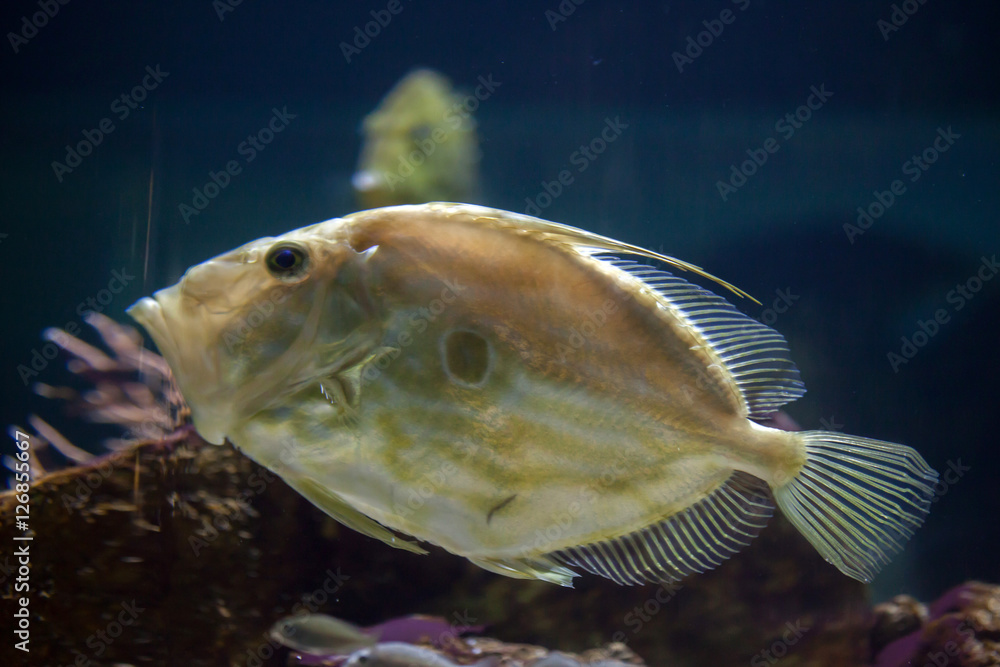 Fototapeta John Dory (Zeus faber)
