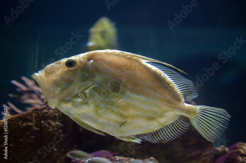 John Dory (Zeus faber) photo