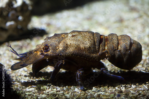 Mediterranean slipper lobster (Scyllarides latus)