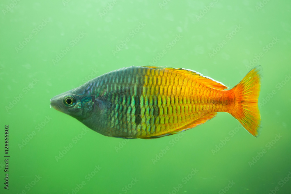 Fototapeta premium Boeseman's rainbowfish (Melanotaenia boesemani).
