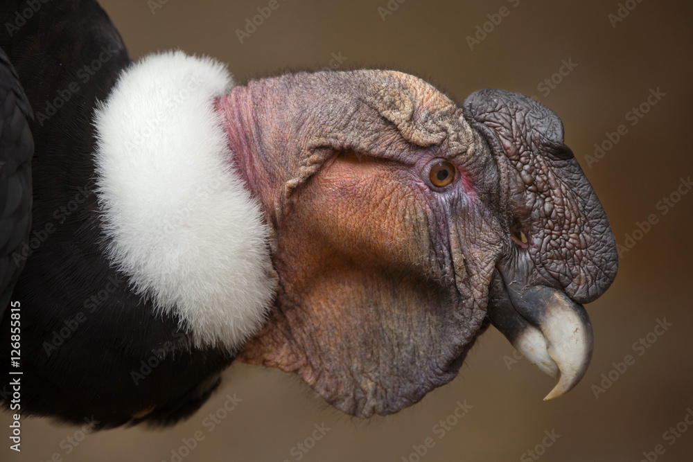 Obraz premium Andean condor (Vultur gryphus).