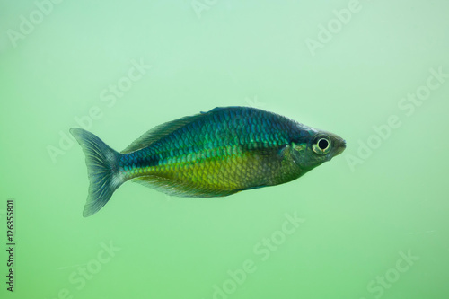 New Guinea rainbowfish (Melanotaenia affinis)