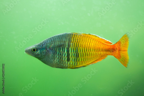 Boeseman's rainbowfish (Melanotaenia boesemani). © Vladimir Wrangel