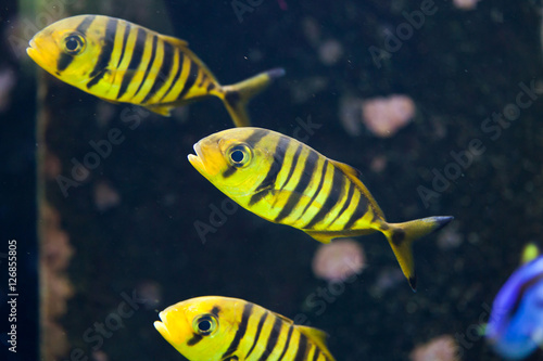 Golden trevally (Gnathanodon speciosus).