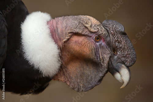 Fototapeta Naklejka Na Ścianę i Meble -  Andean condor (Vultur gryphus).