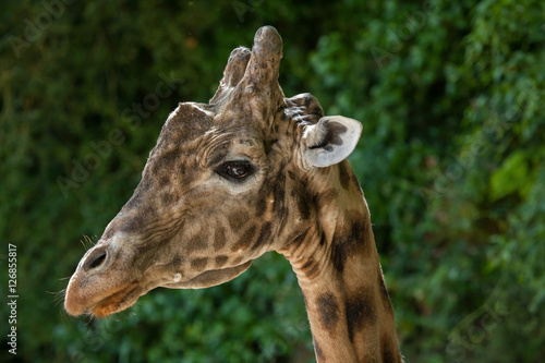Kordofan giraffe (Giraffa camelopardalis antiquorum) © Vladimir Wrangel