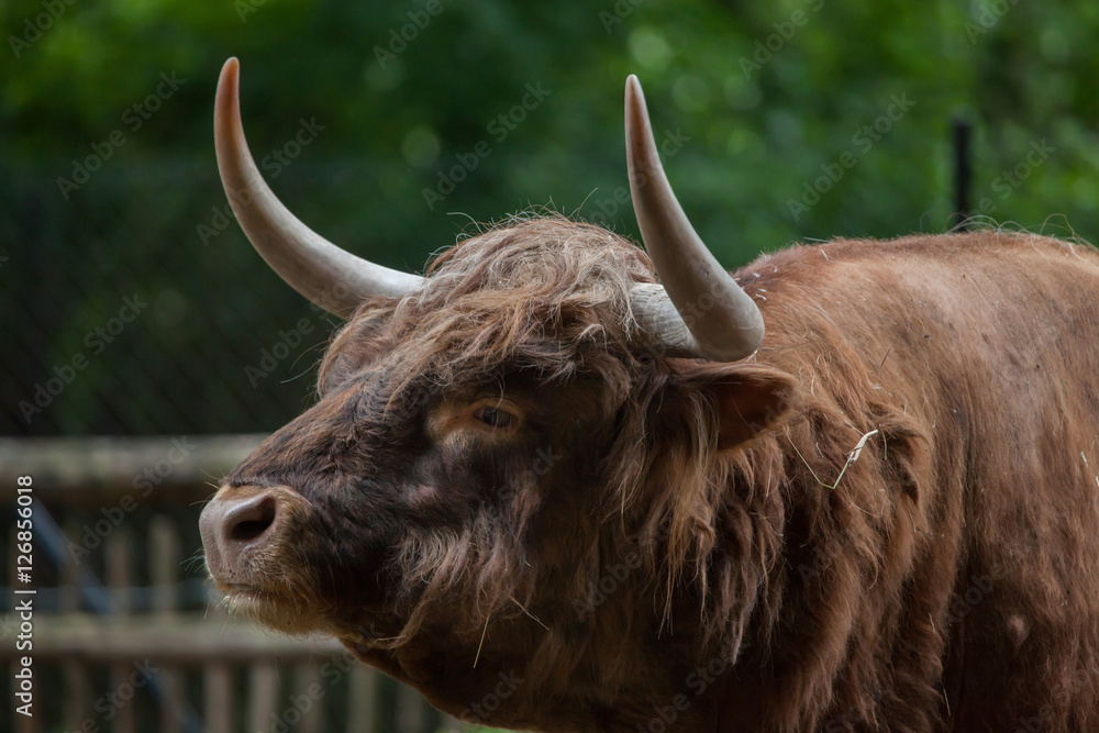 Scottish highland cattle (Bos primigenius taurus). Scottish highland cattle (Bos primigenius taurus).