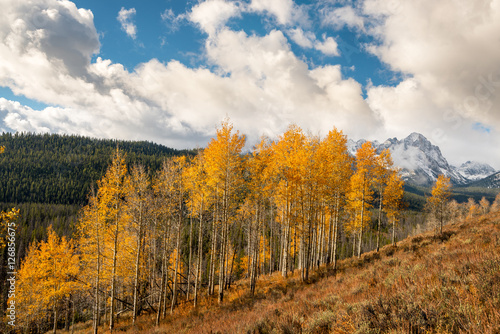 Snowcovered peaks with yellow aspens