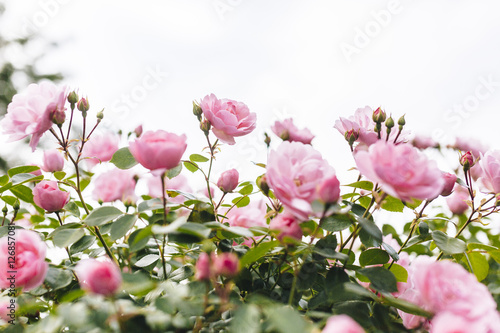 pink rose bush