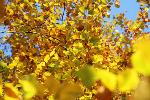 Herbst im Wald