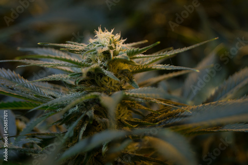 Close up cannabis flower 