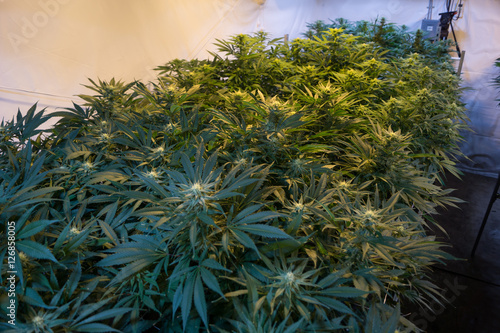 Row of Cannabis in grow room - left row