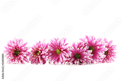 Bouquet of chrysanthemum flowers isolated on a white