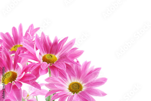 Bouquet of chrysanthemum flowers isolated on a white