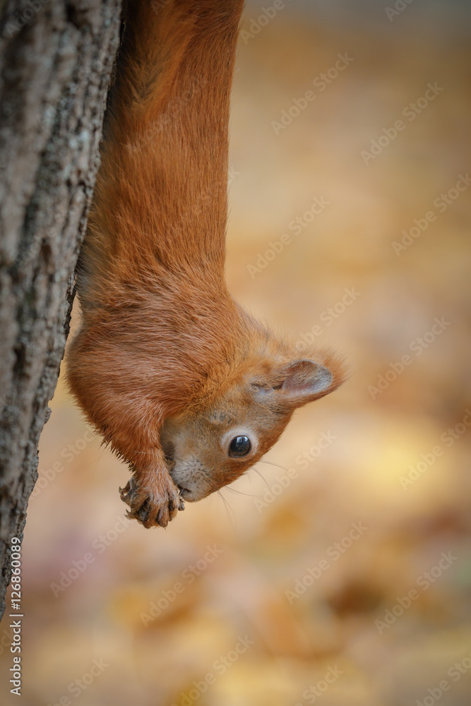 Upside down red squirrel hanging from a tree with nut