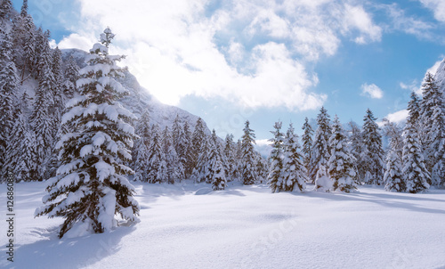 Landscape with coniferous trees covered with snow