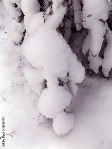 Сосны под снегом © yahant333
