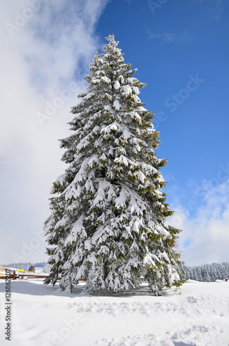 Big fir tree covered by snow