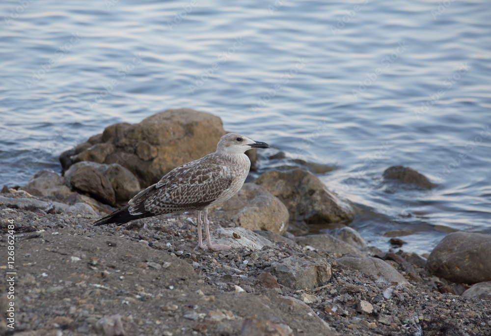 seagull on a rocky seashore