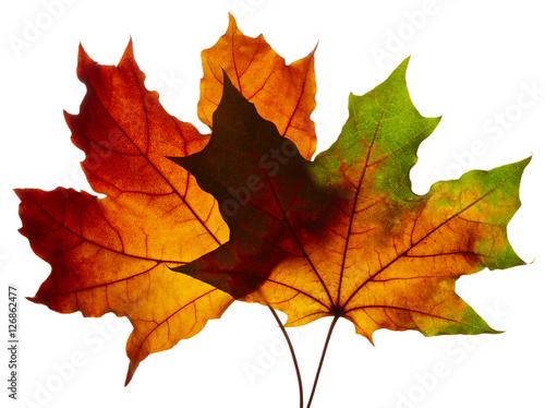 Autumn maple leaves