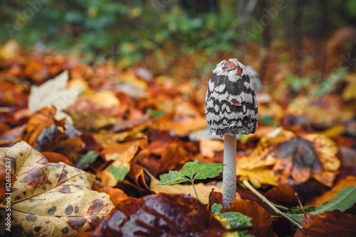 Black Coprinopsis picacea mushroom with white spots