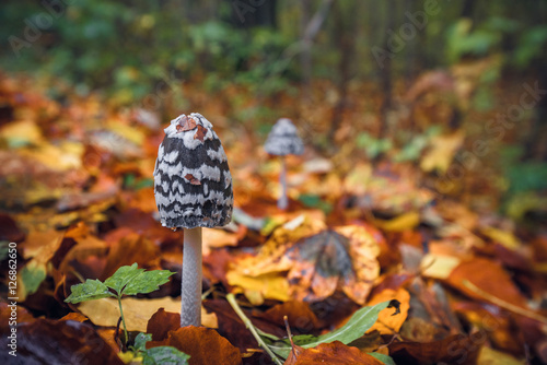 Coprinopsis picacea mushrooms in a autumn scenery