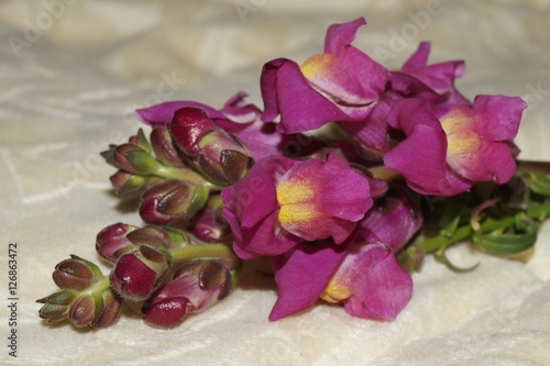 Fototapeta Naklejka Na Ścianę i Meble -  Beautiful snapdragon flower (Antirrhinum majus)

