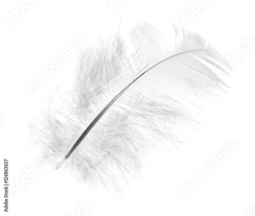 Feather of the bird on white background white feather on a white background