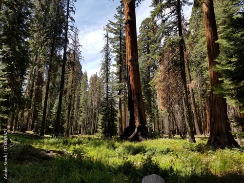 Sequoia Trees