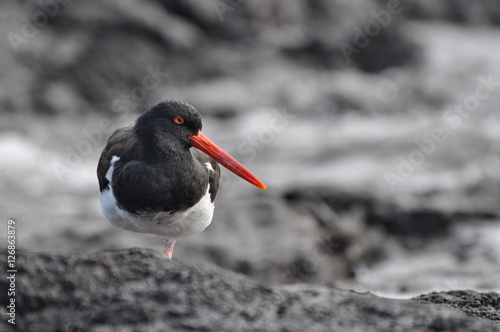 Galapagos Oystercatcher