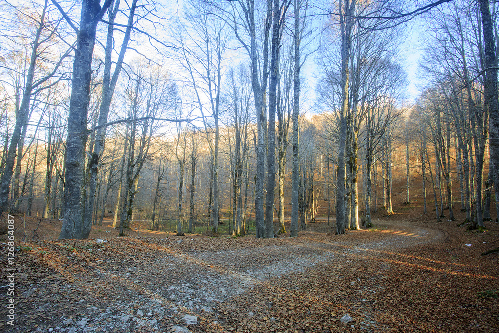 Passo di Forca d'acero in autunno, un bosco tra Lazio e Abruzzo. Alberi, rocce e mille colori della natura Passo di Forca d'acero in autunno, un bosco tra Lazio e Abruzzo. Alberi, rocce e mille colori della natura