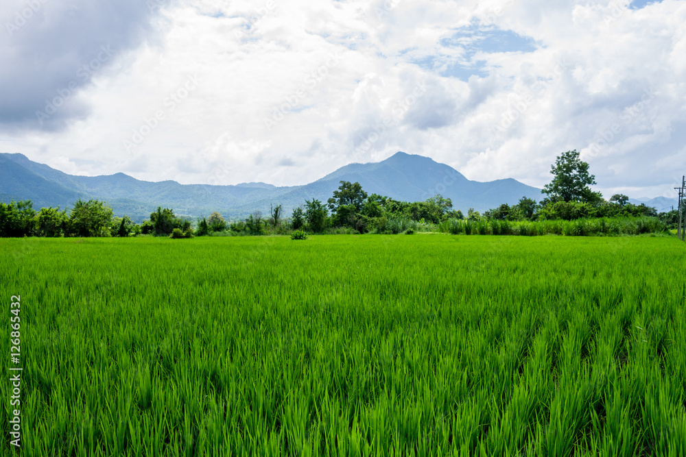 Thai agriculture Thai agriculture