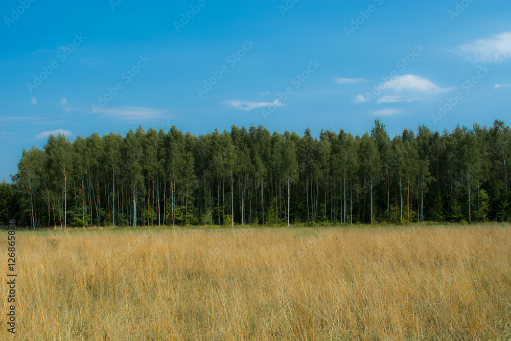 Birch forest with blue sky and yellow grass Birch forest with blue sky and yellow grass