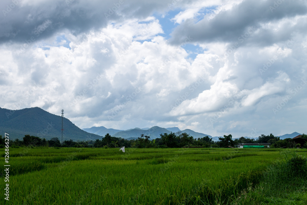Fototapeta premium Thai agriculture
