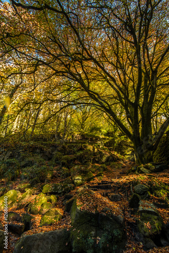 Autumnal vibrant colors in forest