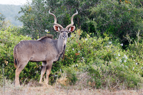 Between the flower bushes there is a Greater Kudu standing