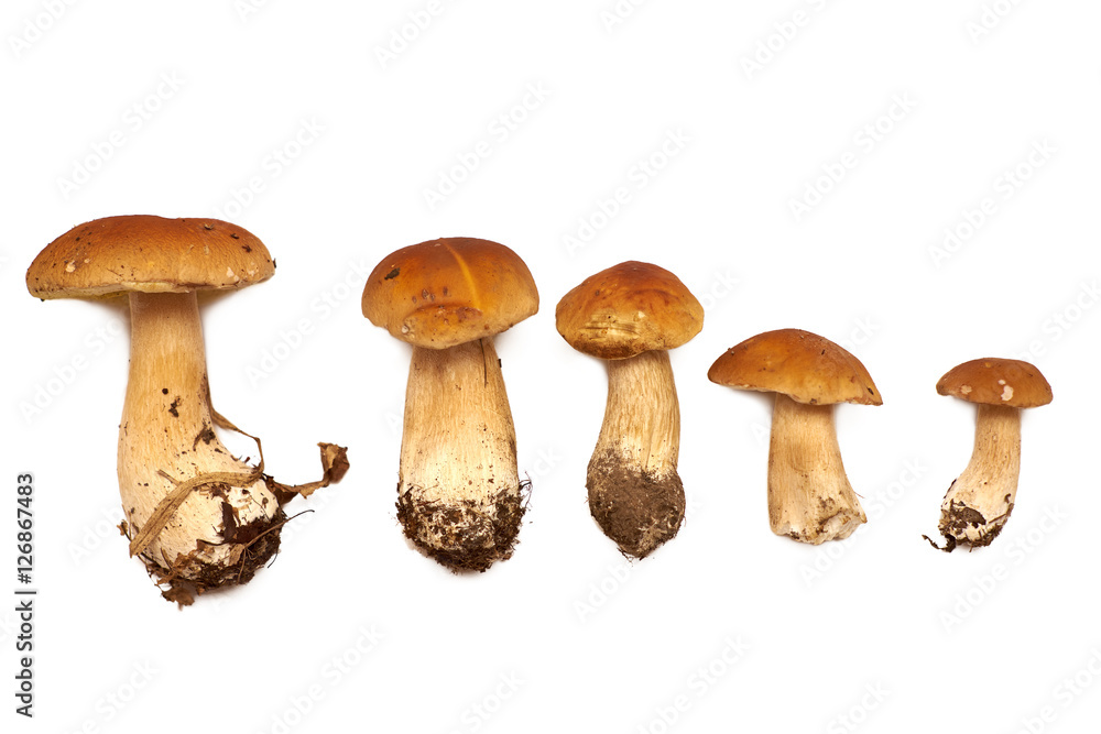 mushrooms on a white background mushrooms on a white background
