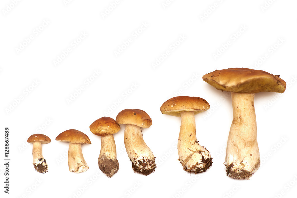 mushroom graph of business growth mushroom graph of business growth