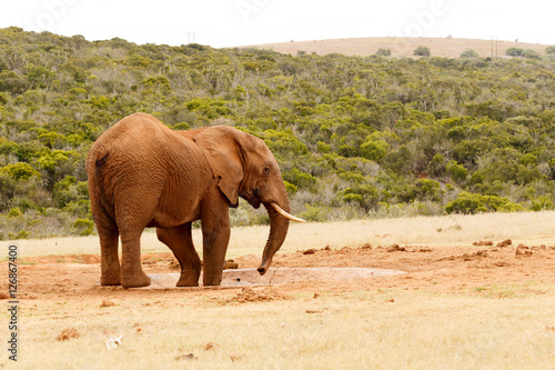 Bush Elephant standing with his body twisted