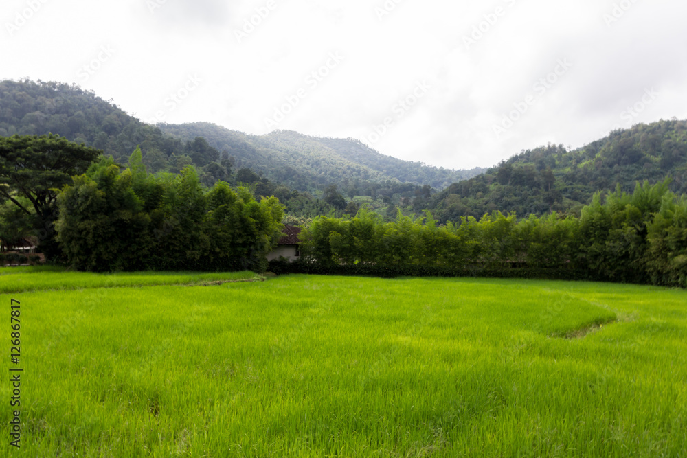 ein Reisfeld mit Bergen und Wald im Hintergrund